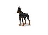 Doberman - MSP 2