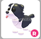 R Border Collie