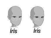 Erkek irisler güzel renk uyguna