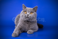 FİVEM LYKİA / DEVELOPER HİZMETLERİ FİVEM LYKİA / DEVELOPER HİZMETLERİ