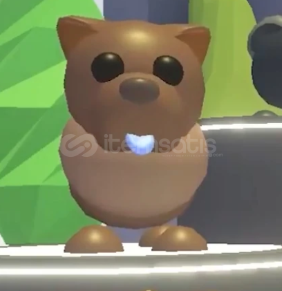 FR Chocolate Chow-chow En İYİ Satış !! FR Chocolate Chow-chow En İYİ Satış !!