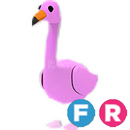 FR Flamingo