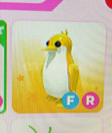 FR golden king penguin