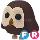 FR Owl 
