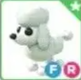 FR POODLE/ADOPT ME/EN UCUZU