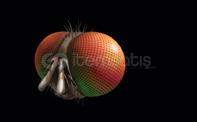 ⭐ Freaky Fly Face - Anında Teslim ⭐ Freaky Fly Face - Anında Teslim