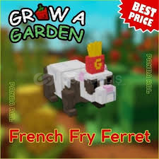 GİANTBEAN MUTASYONLU FRENCH FRY FERRET GİANTBEAN MUTASYONLU FRENCH FRY FERRET