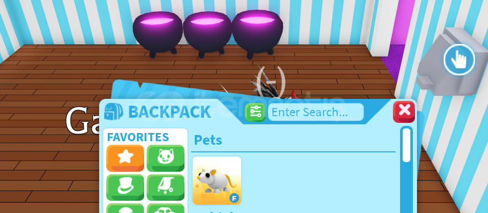 Golden Rat ( FLY )  Golden Rat ( FLY )