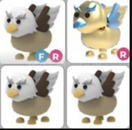 GRİFFİN PET PAKETİ