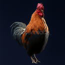 Horoz 5. Seviye ye Boost Horoz 5. Seviye ye Boost