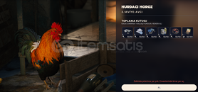 Hurdacı Tavuk İstedigi şeyler Toplanır