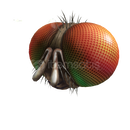 ⭐️Roblox❤️Freaky Fly Face❤️