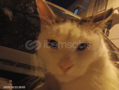 Kahraman bibi smurf hesap çok ucuz 6k cr 