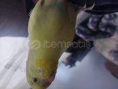 Kuşum kayıp bulana 1k