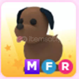 mega FR chocolate labrador