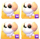 Mega Shih Tzu (Yeni pet)