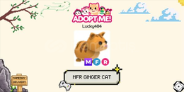 MFR GİNGER CAT