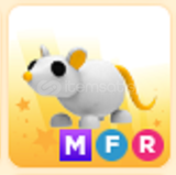 MFR golden rat