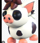 Mini pig exoticc r