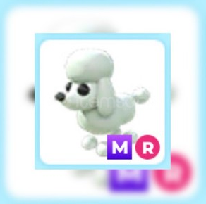 MR POODLE ADOPT ME MR POODLE ADOPT ME