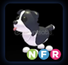 NFR BORDER COLLİE