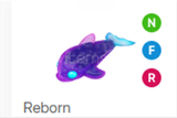 NFR GLORMY DOLPHİN