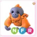 NFR oranguatan