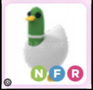 NFR SİLLY DUCK ADOPT ME