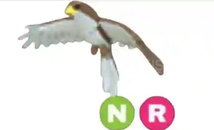 NR Hawk
