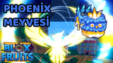 PHOENİX FRUİT–UCUZ – GÜVENİLİR