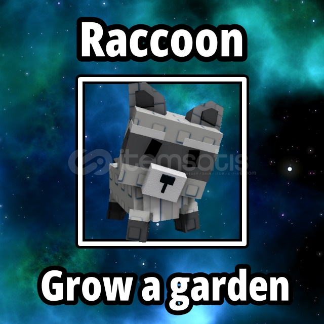 ⭐ Raccoon ⭐ Grow a garden ⭐ Rakun ⭐ Raccoon ⭐ Grow a garden ⭐ Rakun