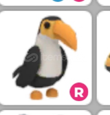 R TOUCAN ADOPT ME