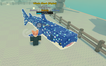 ✨RA WHALE SHARK✨EN UYGUN ✨RA WHALE SHARK✨EN UYGUN