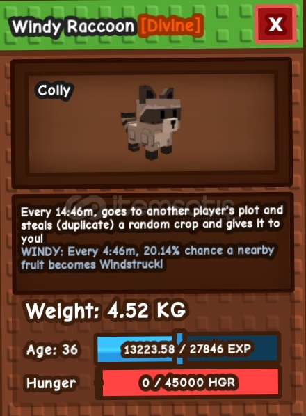 Windy Raccoon Windy Raccoon