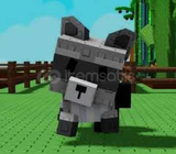 Raccoon pet