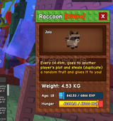 Raccoon pet
