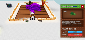 HUGE RAİNBOW SEA TURTLE 117 AGE 20/S HUGE RAİNBOW SEA TURTLE 117 AGE 20/S