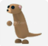 RİDE MEERKAT OLD