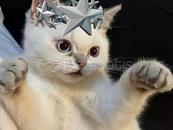 Roblox 1000 Follower 1000 Takipçi 