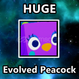 Huge Evolved Peacock