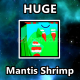 Huge Mantis Shrimp