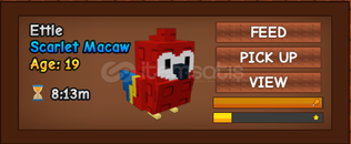 scarlet macaw
