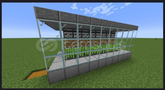 ŞEKER KAMIŞI FARMİ