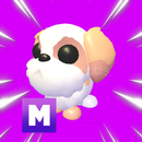 Shih Tzu Yeni Gelen Pet! 