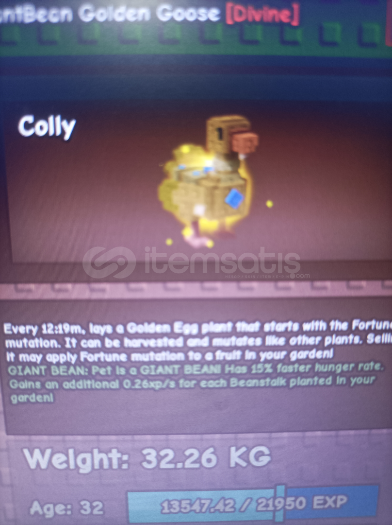 Titan Golden Goose Titan Golden Goose