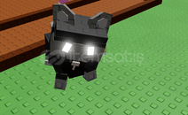 ucuza raccoon satılır ucuza raccoon satılır