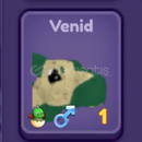 Venid Dragon adventures 