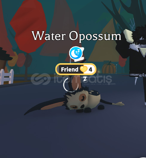 Water Opossum Water Opossum