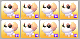 YENİ GELEN PET! Mega shih tzu ⚡